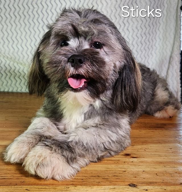 Lhasa Apso Puppies media 3
