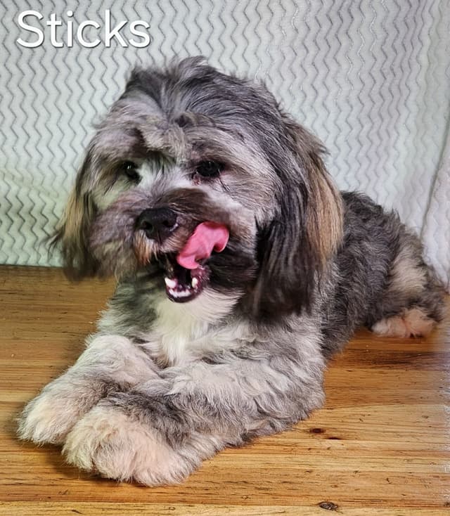 Lhasa Apso Puppies media 4