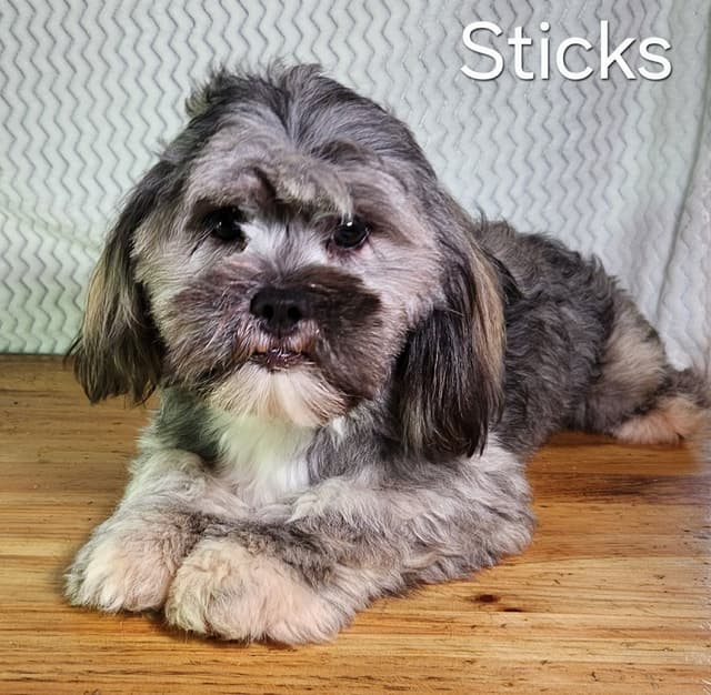 Lhasa Apso Puppies media 5