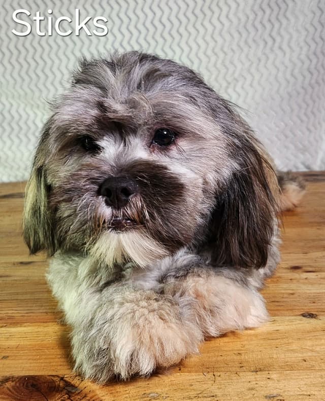 Lhasa Apso Puppies media 6
