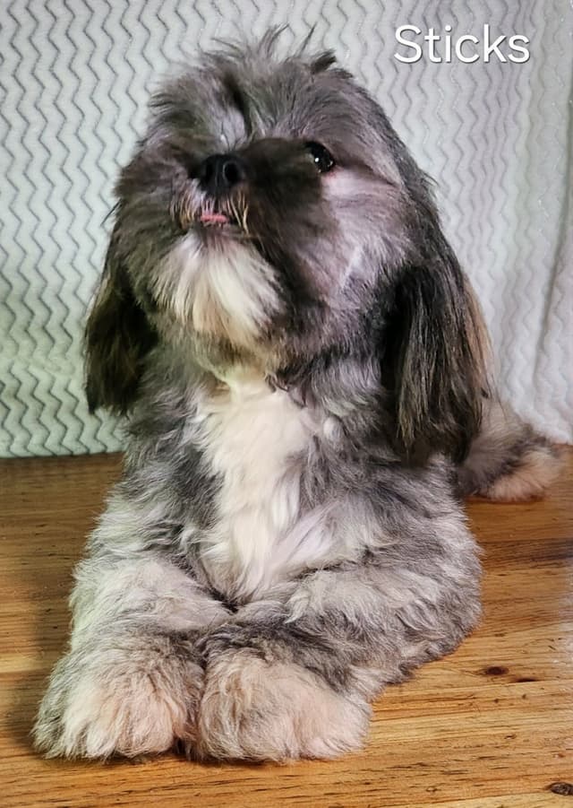 Lhasa Apso Puppies media 7