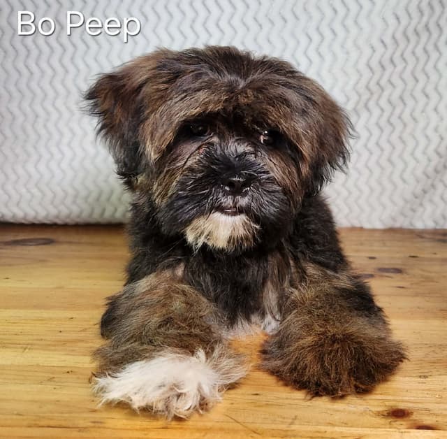 Lhasa Apso Puppies media 2