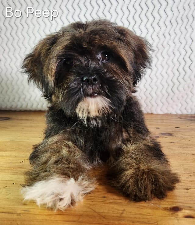 Lhasa Apso Puppies media 3