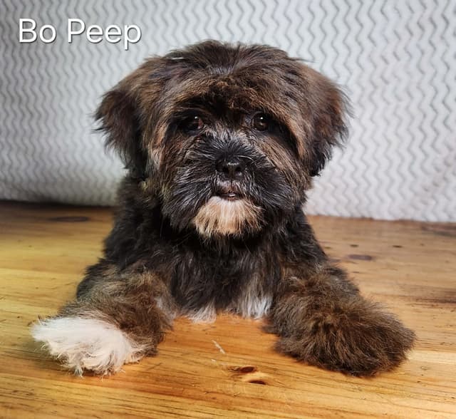 Lhasa Apso Puppies media 5