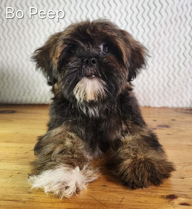 Lhasa Apso Puppies media 4