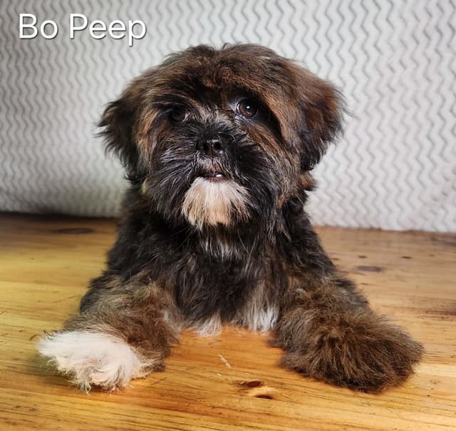 Lhasa Apso Puppies media 6
