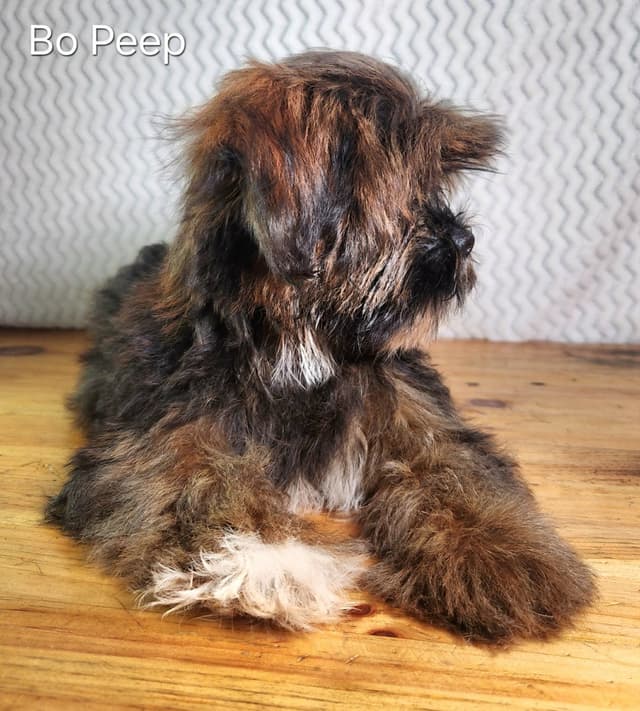Lhasa Apso Puppies media 8