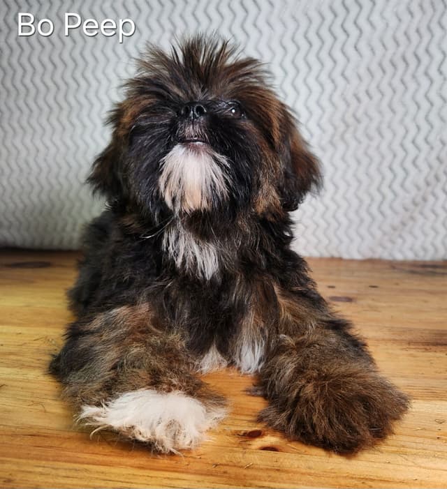 Lhasa Apso Puppies media 9