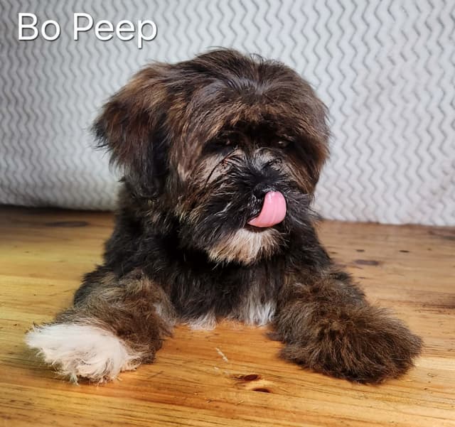 Lhasa Apso Puppies media 7