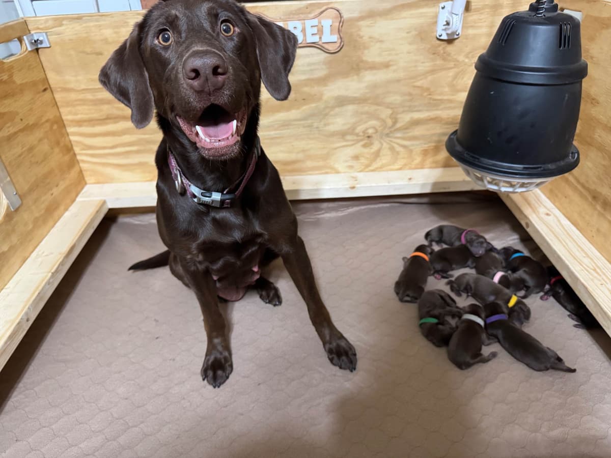 Labrador Retriever Puppies breeder image 2