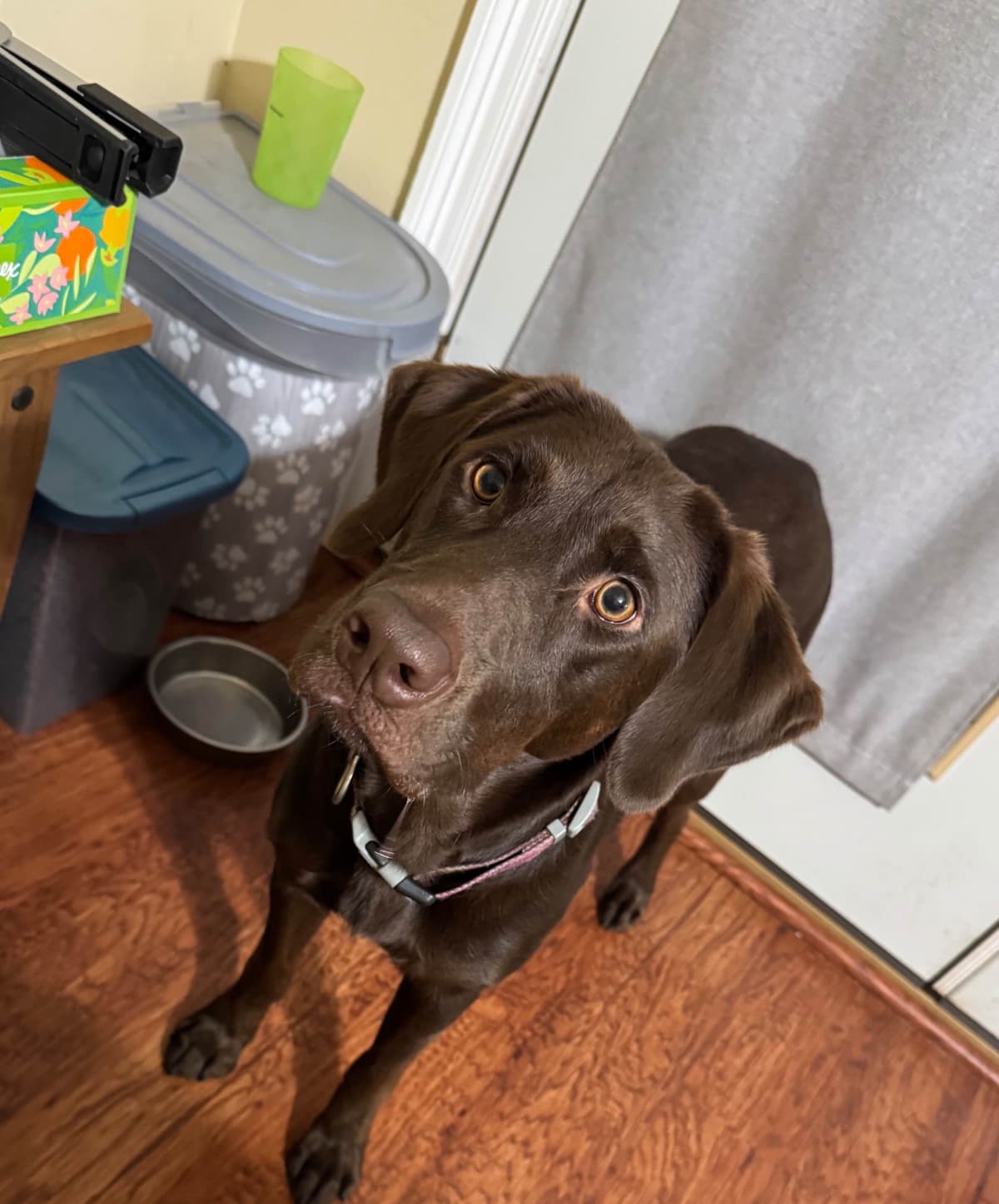 Labrador Retriever Puppies breeder image 1