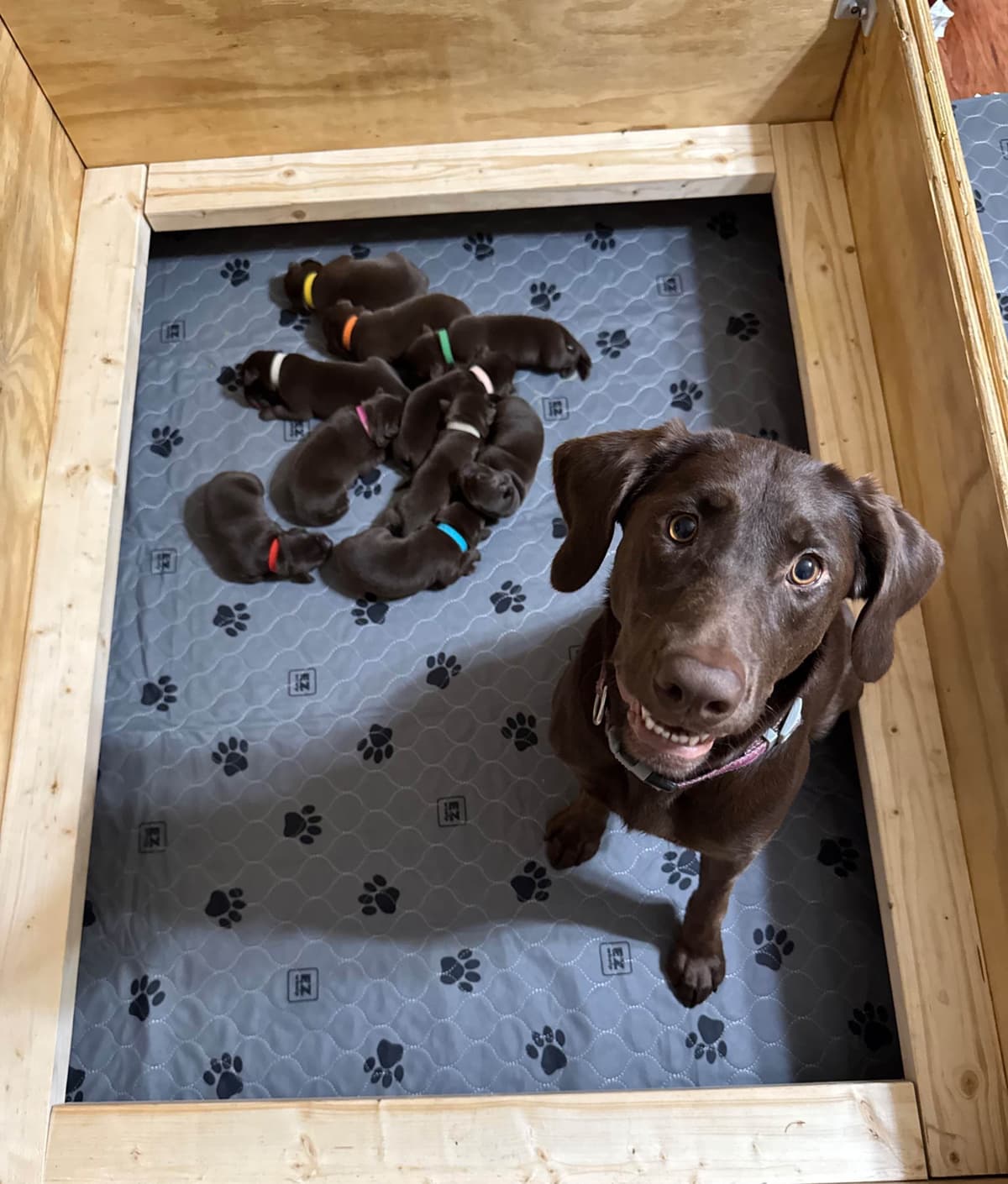 Labrador Retriever Puppies breeder image 3