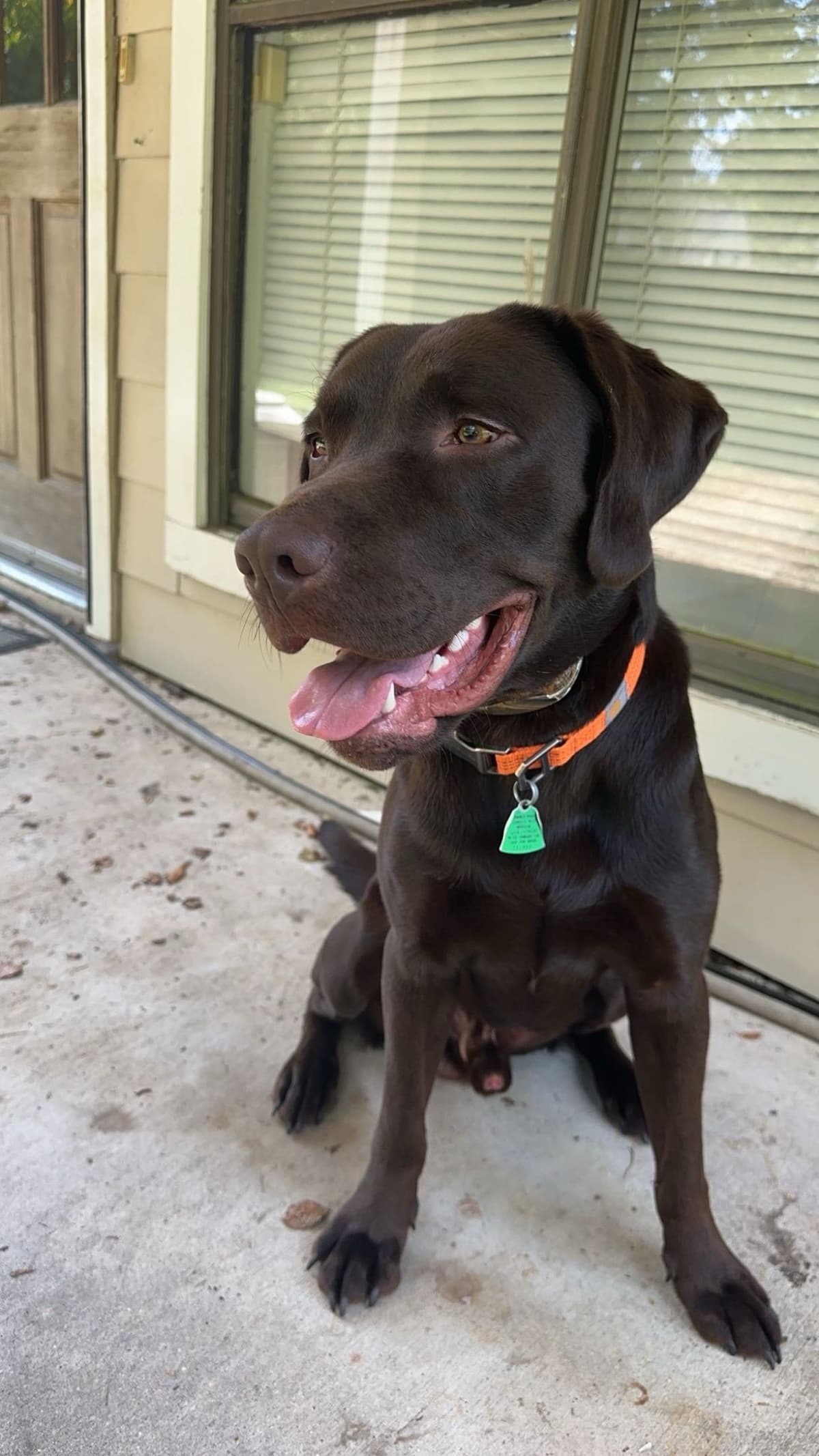 Labrador Retriever Puppies breeder image 4