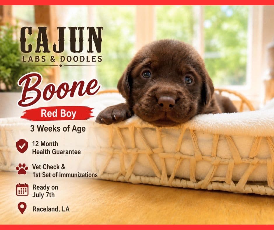 Labrador Retriever Puppies breeder image 6