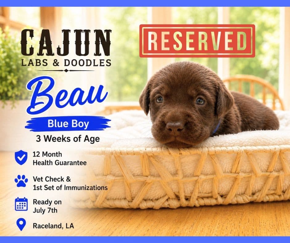 Labrador Retriever Puppies breeder image 8