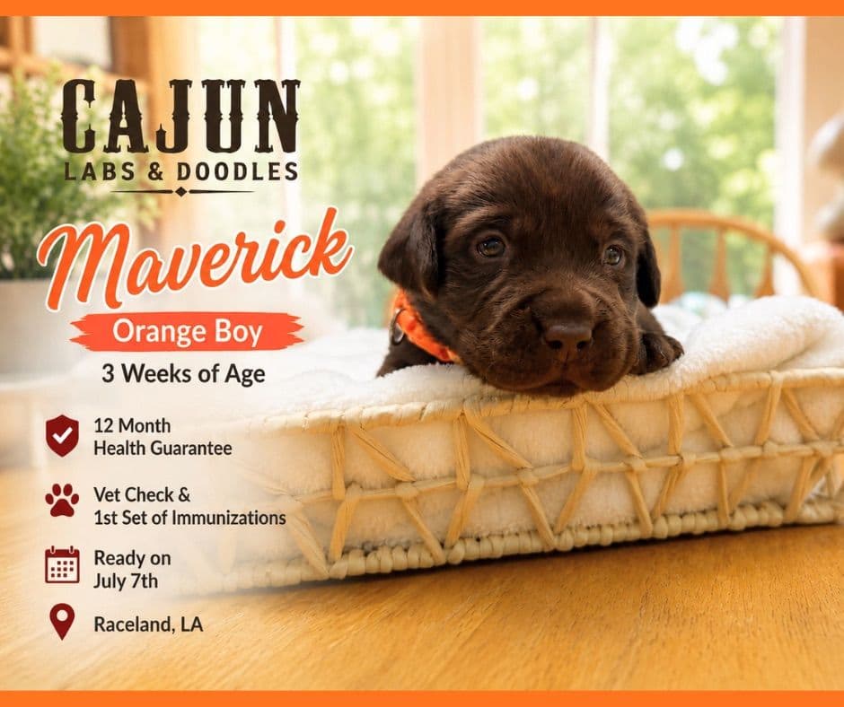 Labrador Retriever Puppies breeder image 9