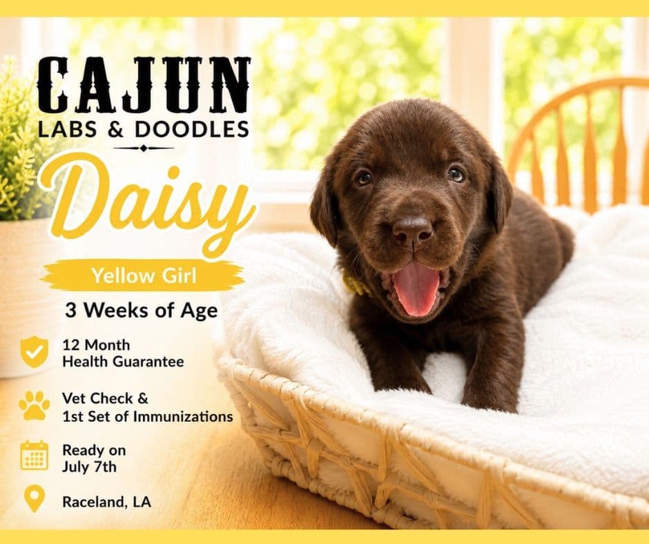 Labrador Retriever Puppies breeder image 10