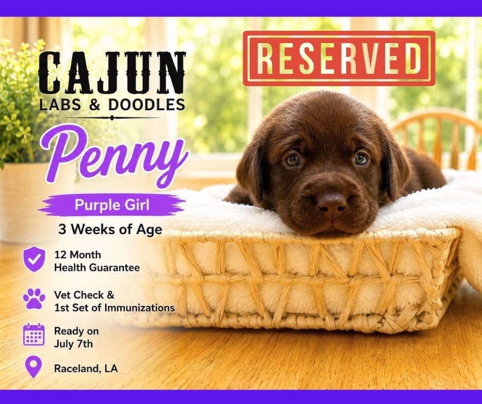 Labrador Retriever Puppies breeder image 12