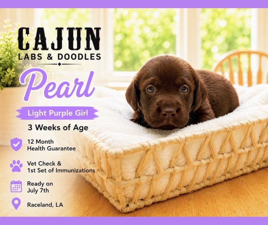 Labrador Retriever Puppies breeder image 15