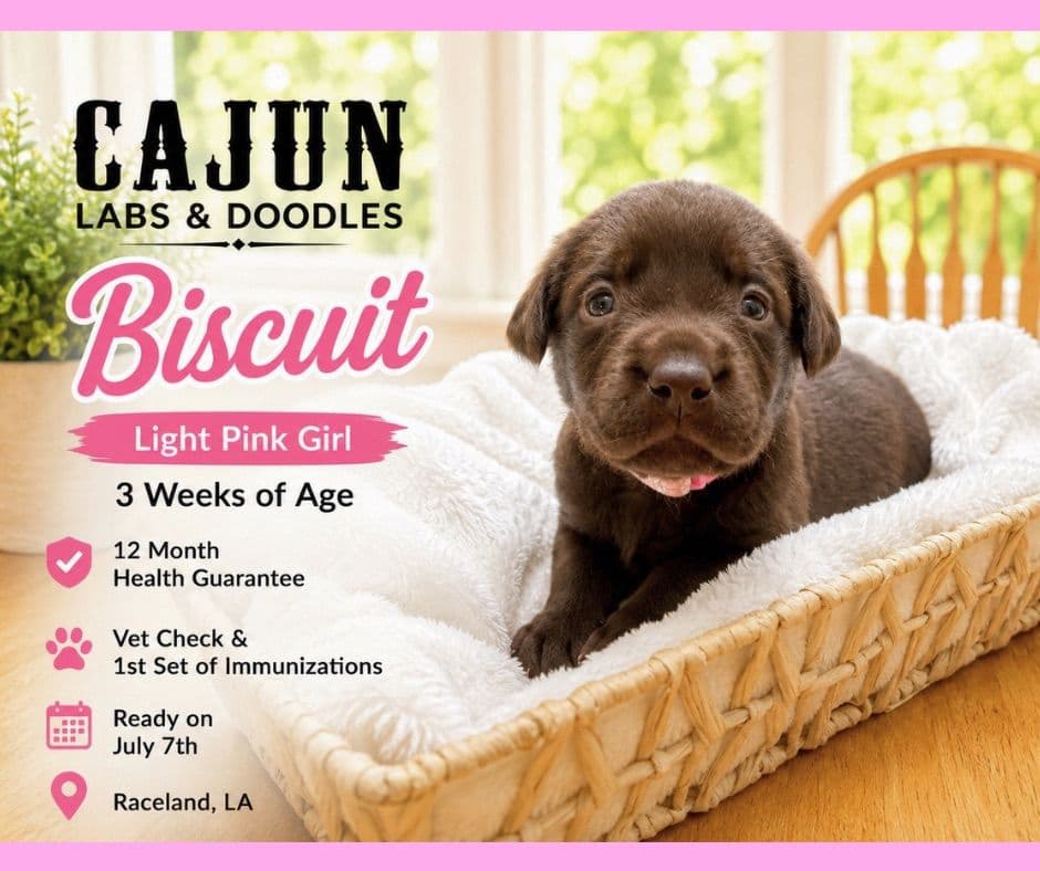 Labrador Retriever Puppies breeder image 14