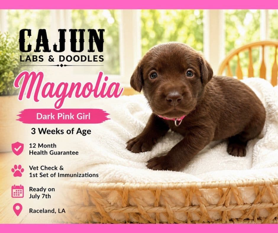 Labrador Retriever Puppies breeder image 16