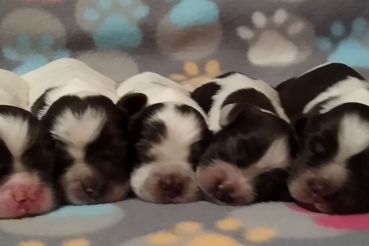 Cocker Spaniel Puppies breeder image 1