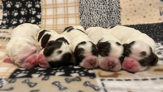 Cocker Spaniel Puppies media 2