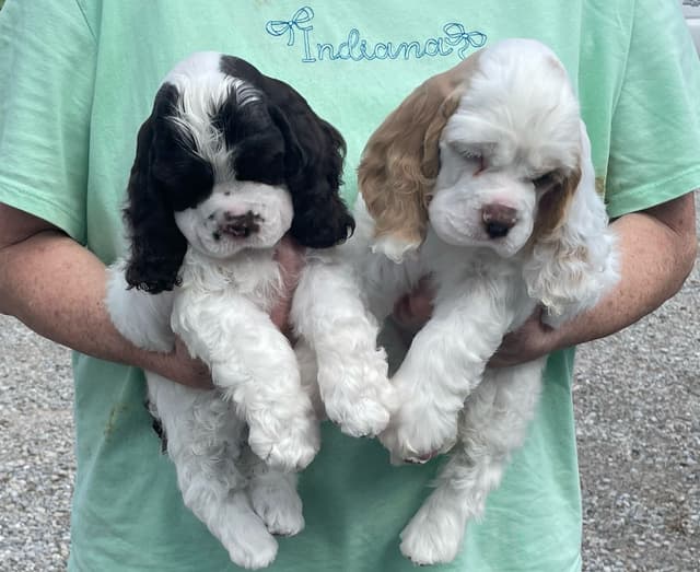 Cocker Spaniel Puppies media 4