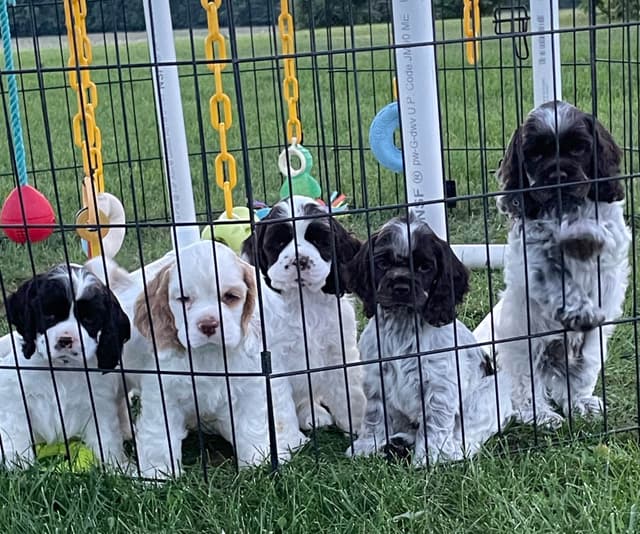 Cocker Spaniel Puppies media 5