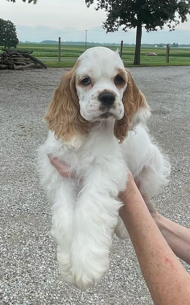 Cocker Spaniel Puppies media 6