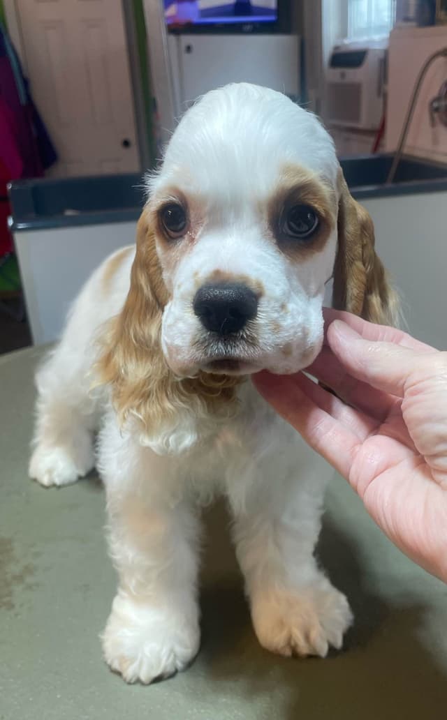 Cocker Spaniel Puppies media 7