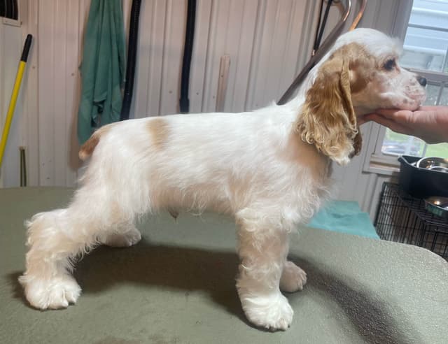 Cocker Spaniel Puppies media 8