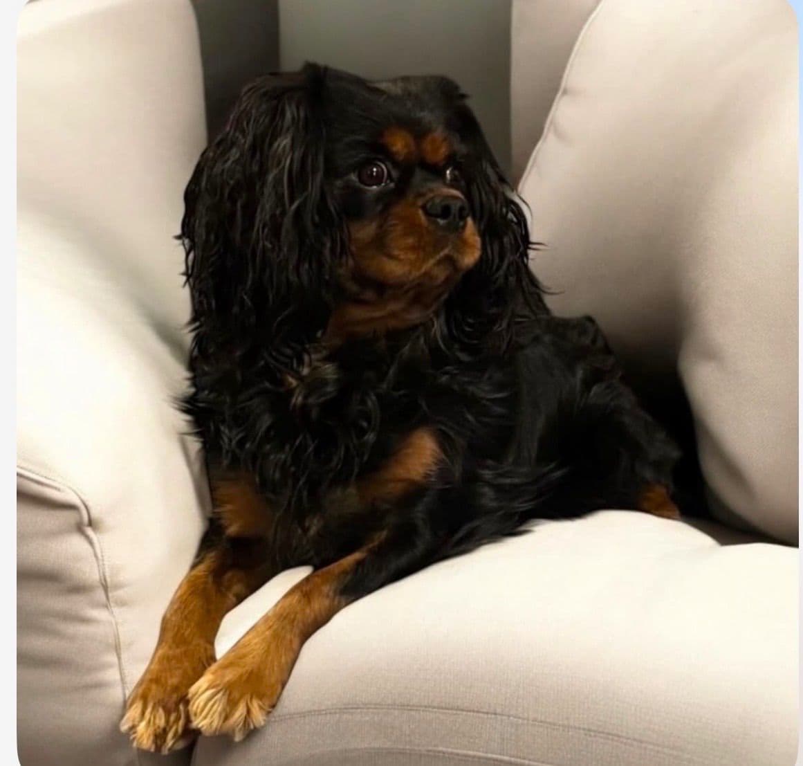 Cavalier King Charles Spaniel Puppies photo 2