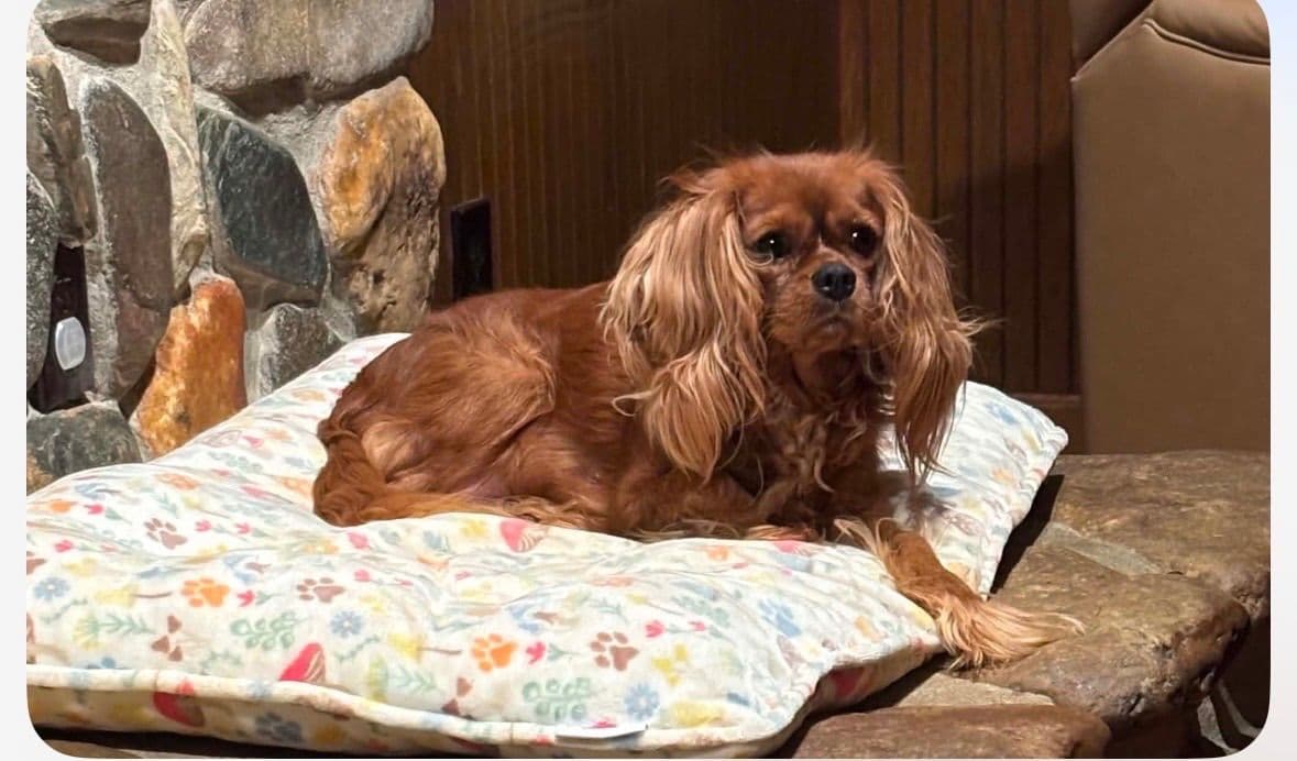 Cavalier King Charles Spaniel Puppies photo 3