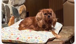 Cavalier King Charles Spaniel Puppies thumbnail 3
