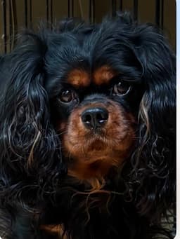 Cavalier King Charles Spaniel Puppies thumbnail 4