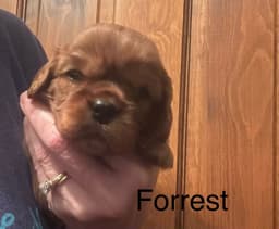 Cavalier King Charles Spaniel Puppies thumbnail 9