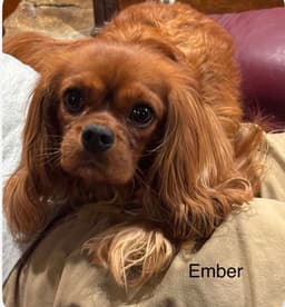 Cavalier King Charles Spaniel Puppies thumbnail 5