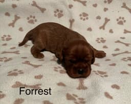 Cavalier King Charles Spaniel Puppies thumbnail 7