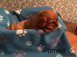 Cavalier King Charles Spaniel Puppies thumbnail 10