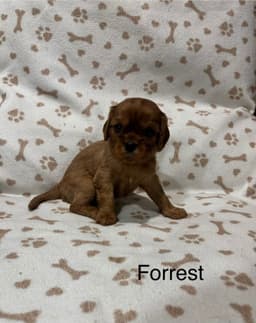 Cavalier King Charles Spaniel Puppies thumbnail 17