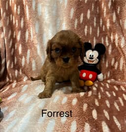 Cavalier King Charles Spaniel Puppies thumbnail 10