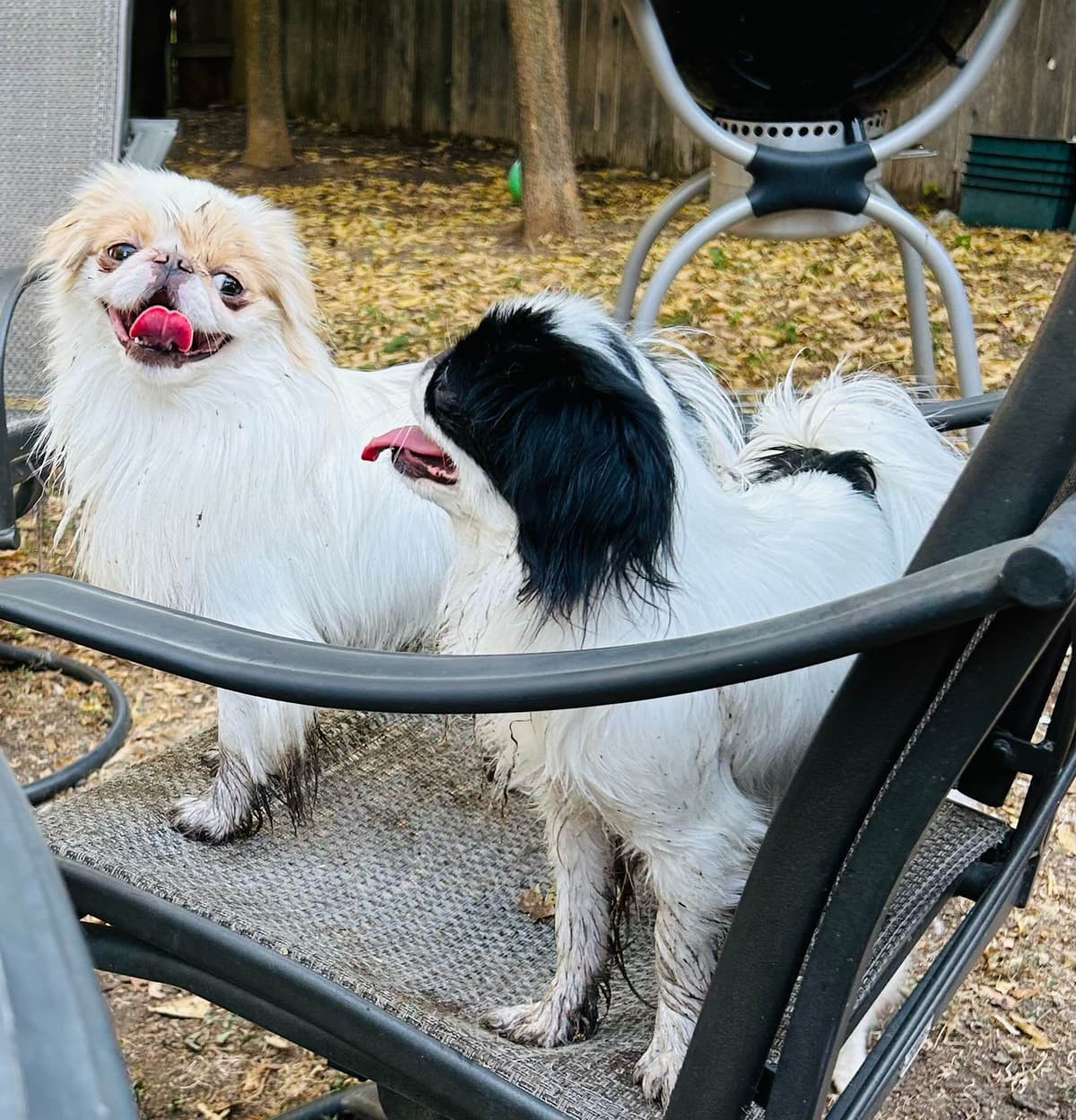 Japanese Chin Puppies breeder image 2