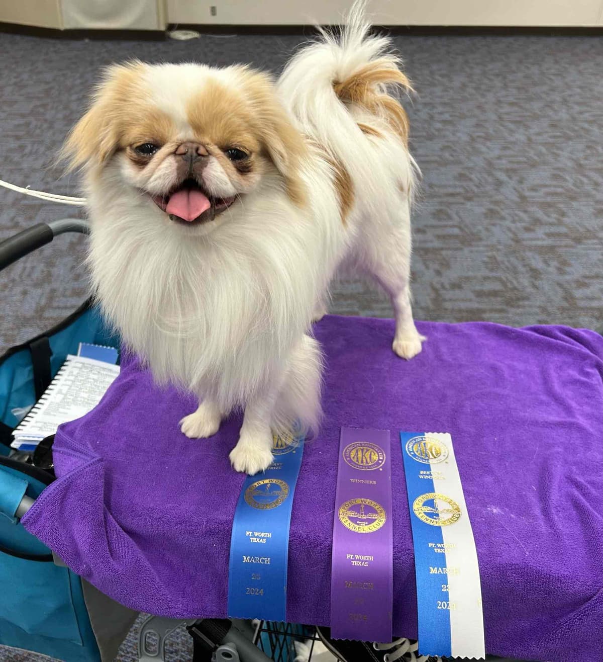 Japanese Chin Puppies breeder image 4