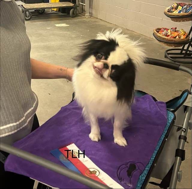 Japanese Chin Puppies breeder image 3