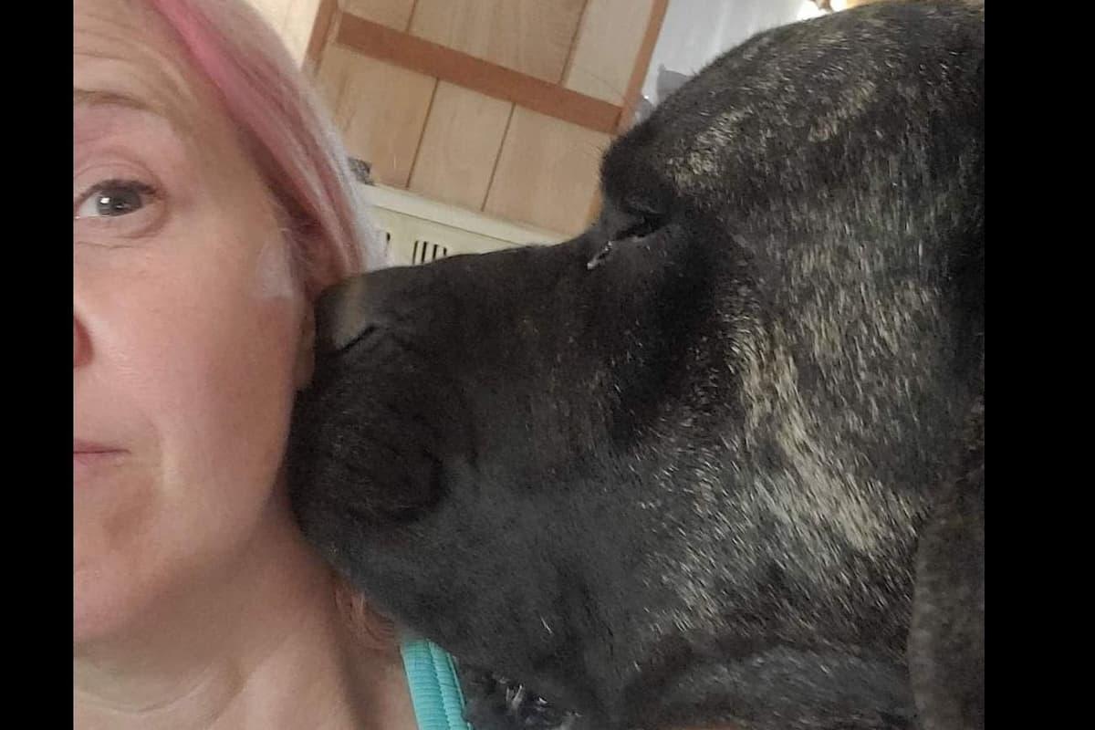 Mastiff Puppies breeder image 1