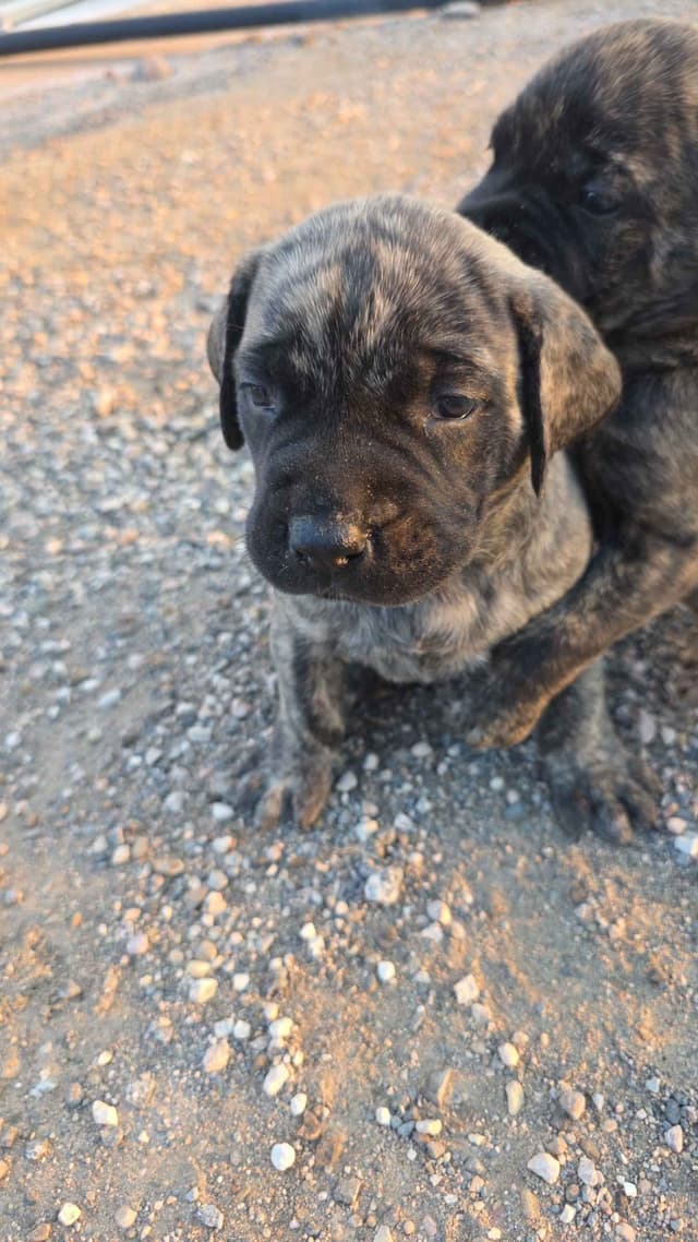 Mastiff Puppies media 3