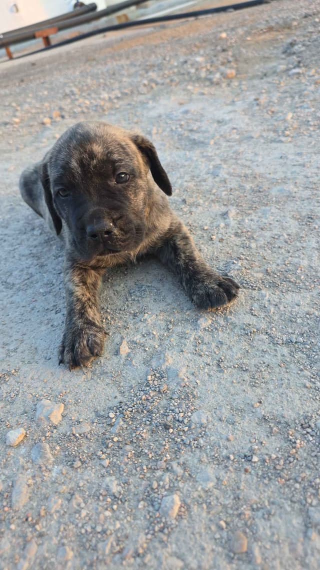 Mastiff Puppies media 6
