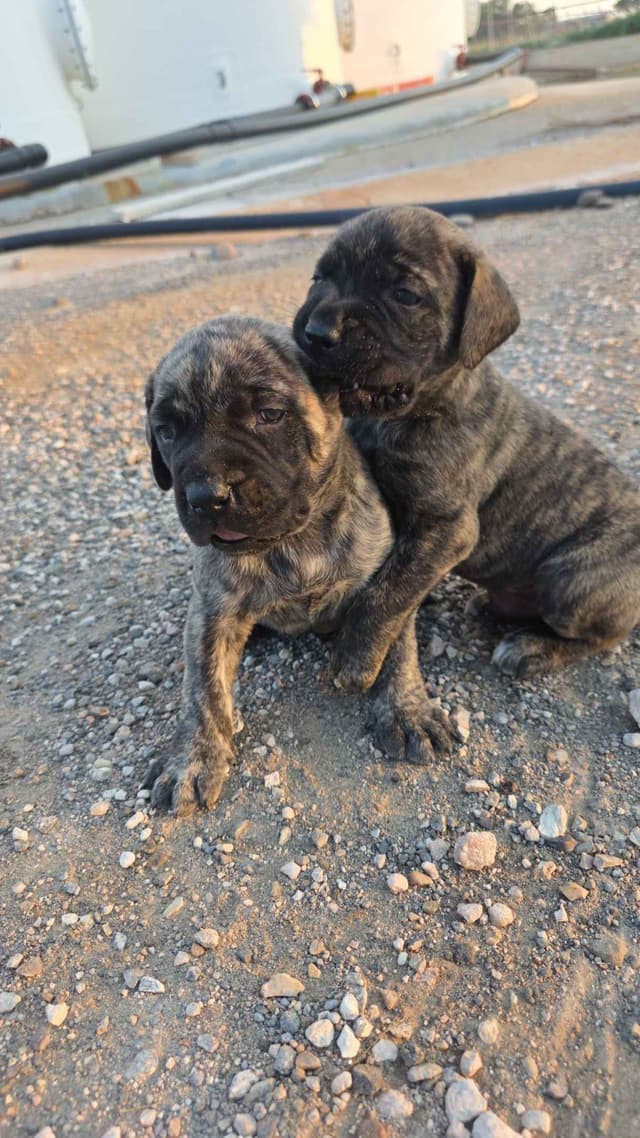 Mastiff Puppies media 4