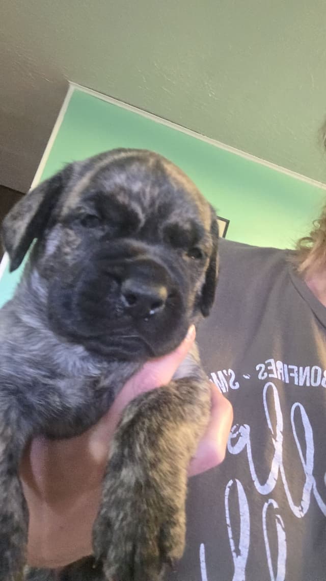 Mastiff Puppies media 2